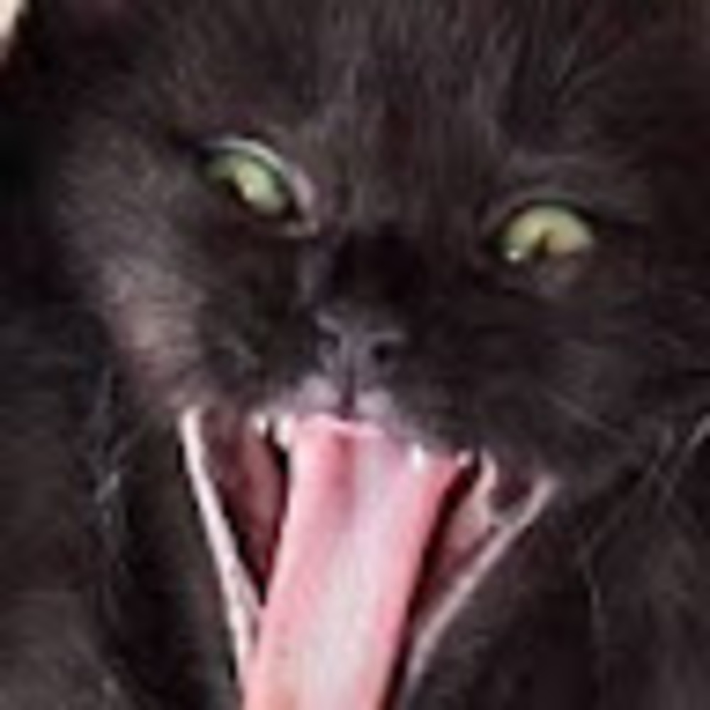 Meet your Posher, Etta